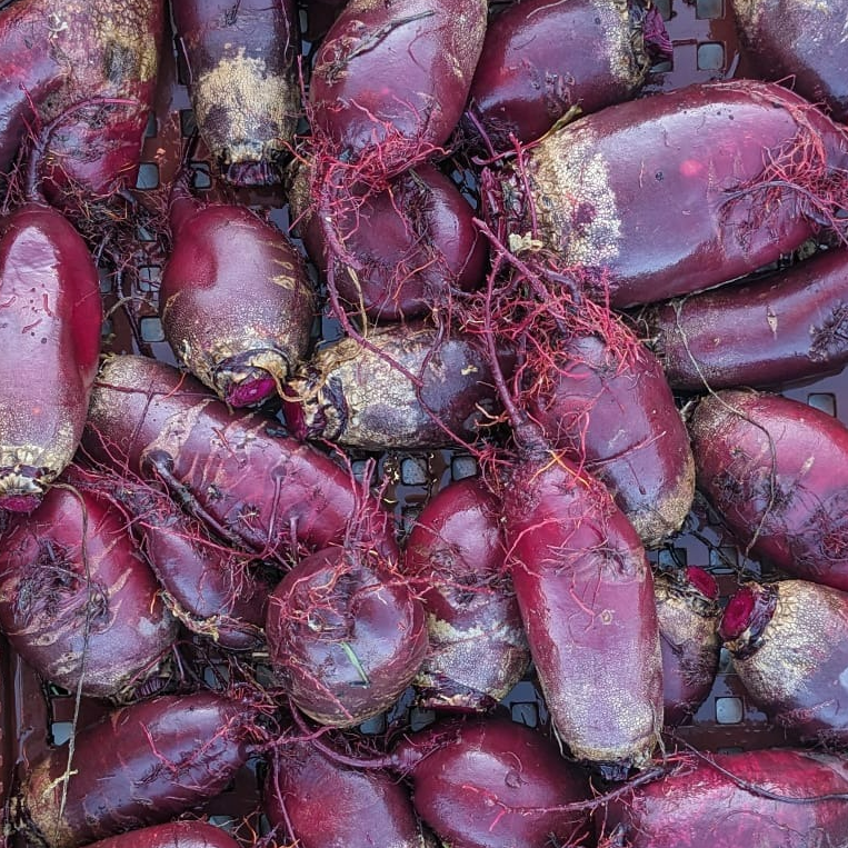 Betteraves longues Forono