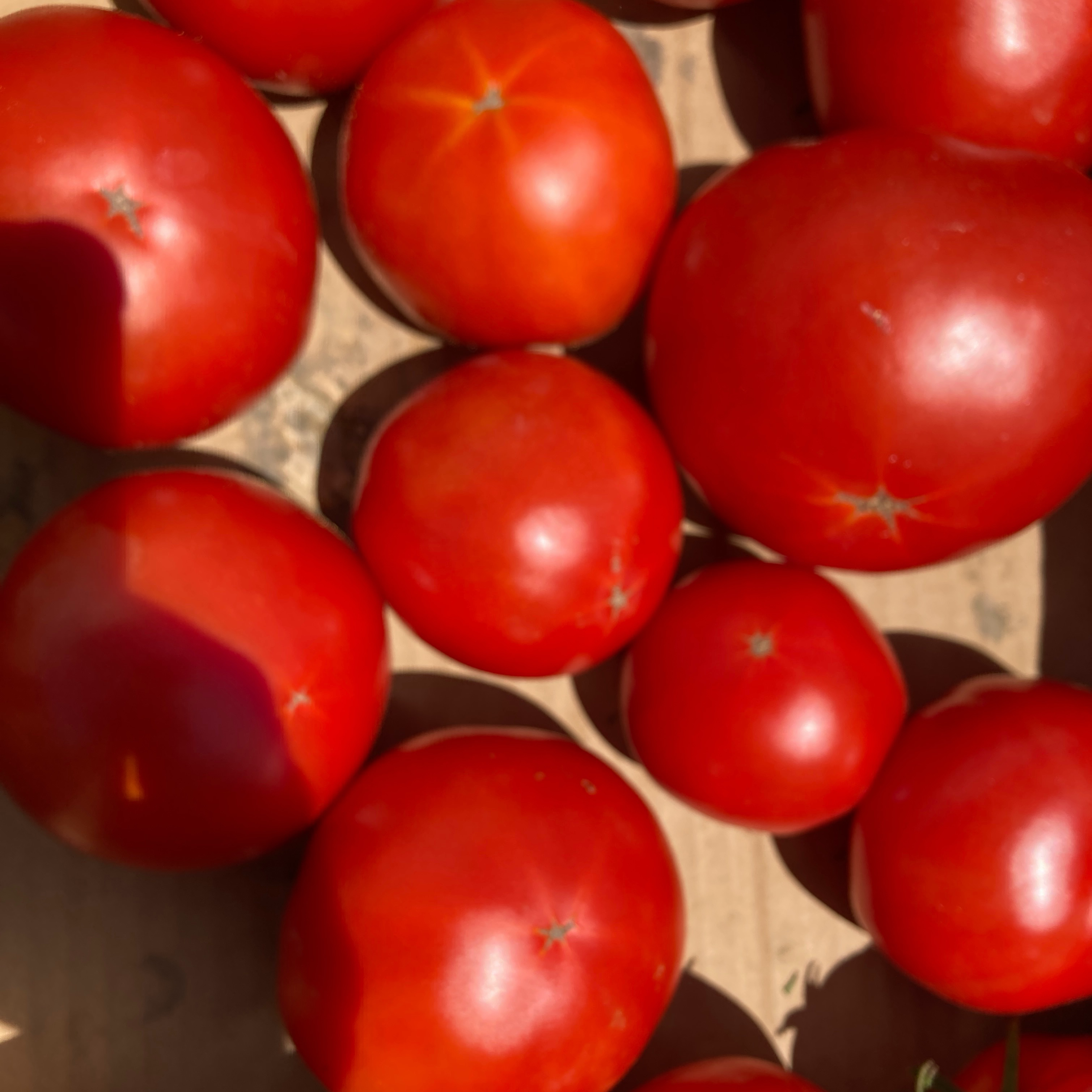 Tomates ronde Estiva