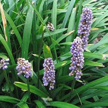 Liriope muscari - gdt 9