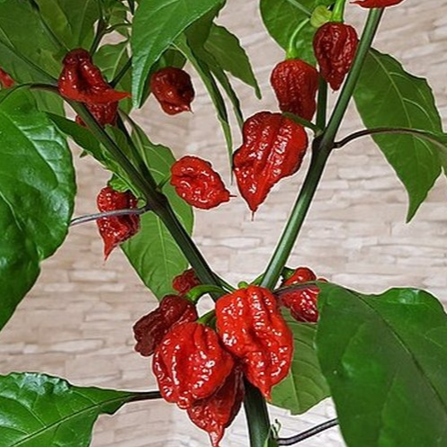 HABANERO