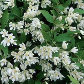Deutzia nain - Deutzia gracilis "Nikko"