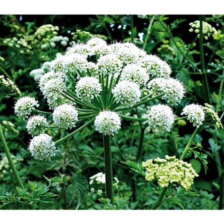 ANGELIQUE OFFICINALE