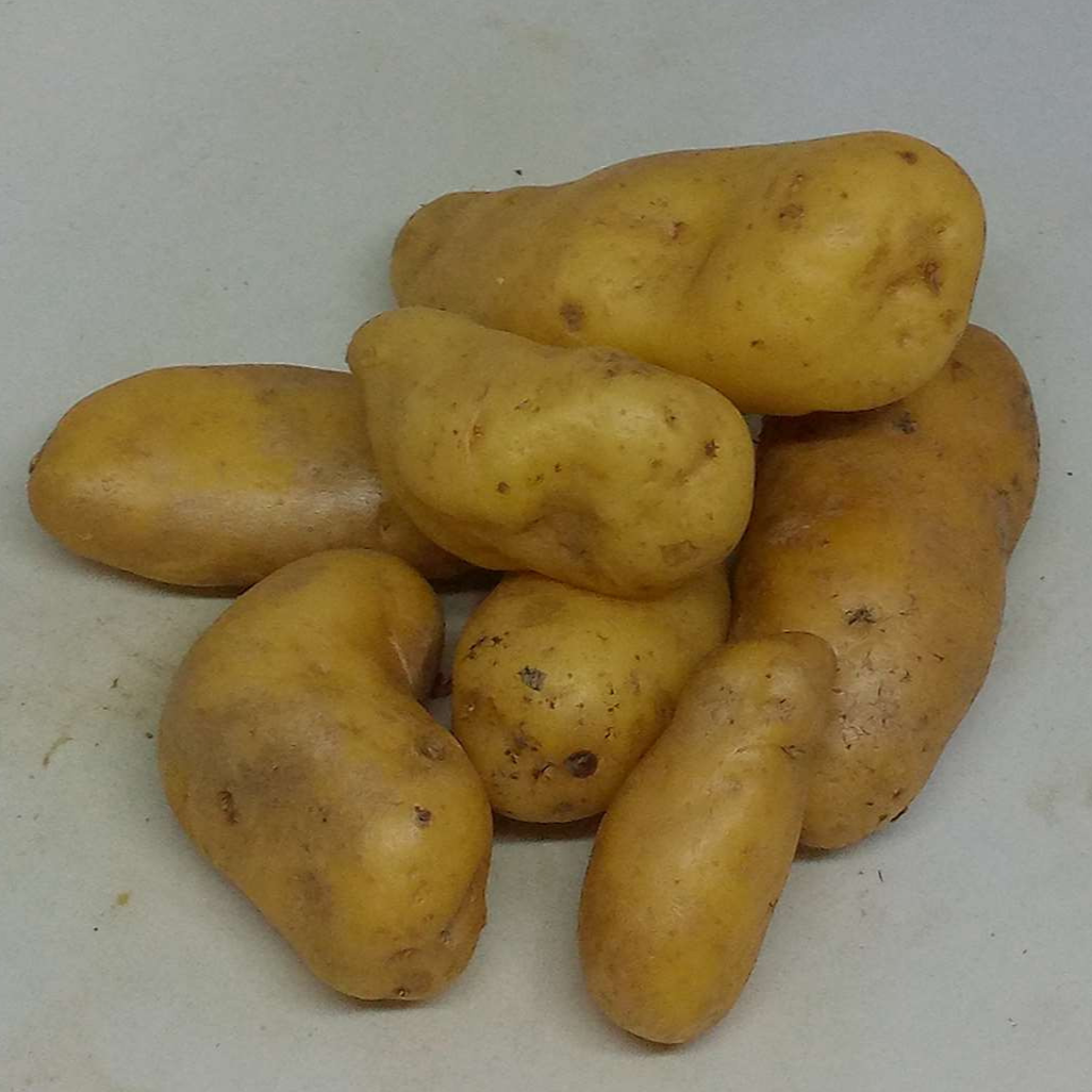 pomme de terre ratte