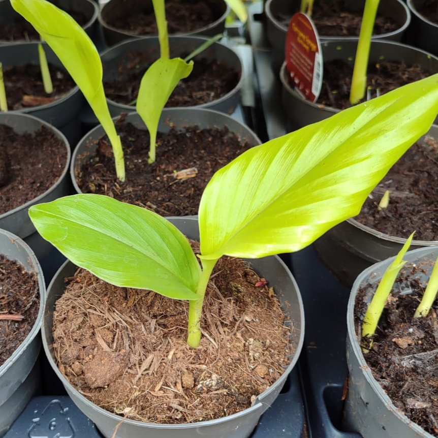 Plant curcuma