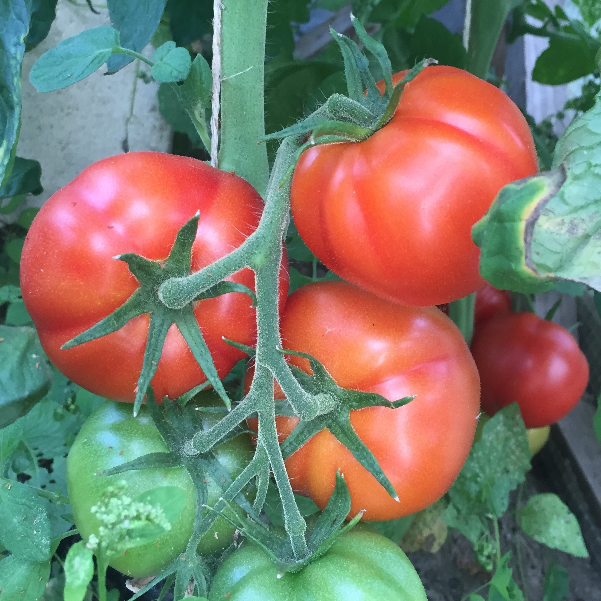 Tomate Saint-Pierre - godet 8 cm