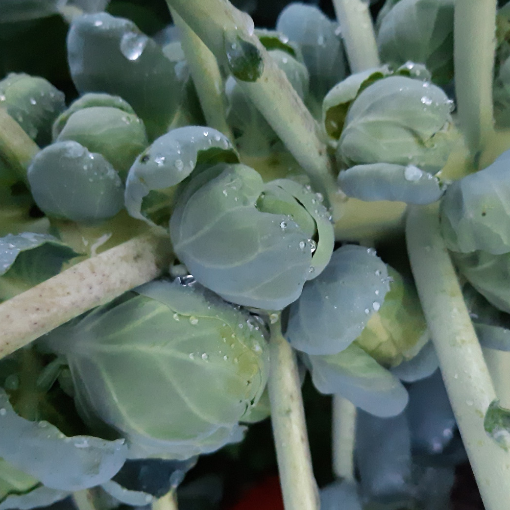 CHOUX DE BRUXELLES - 500g