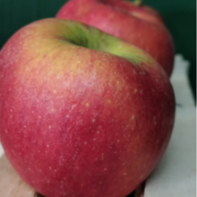 Pomme Pilot (Clos de Rochy) - kg