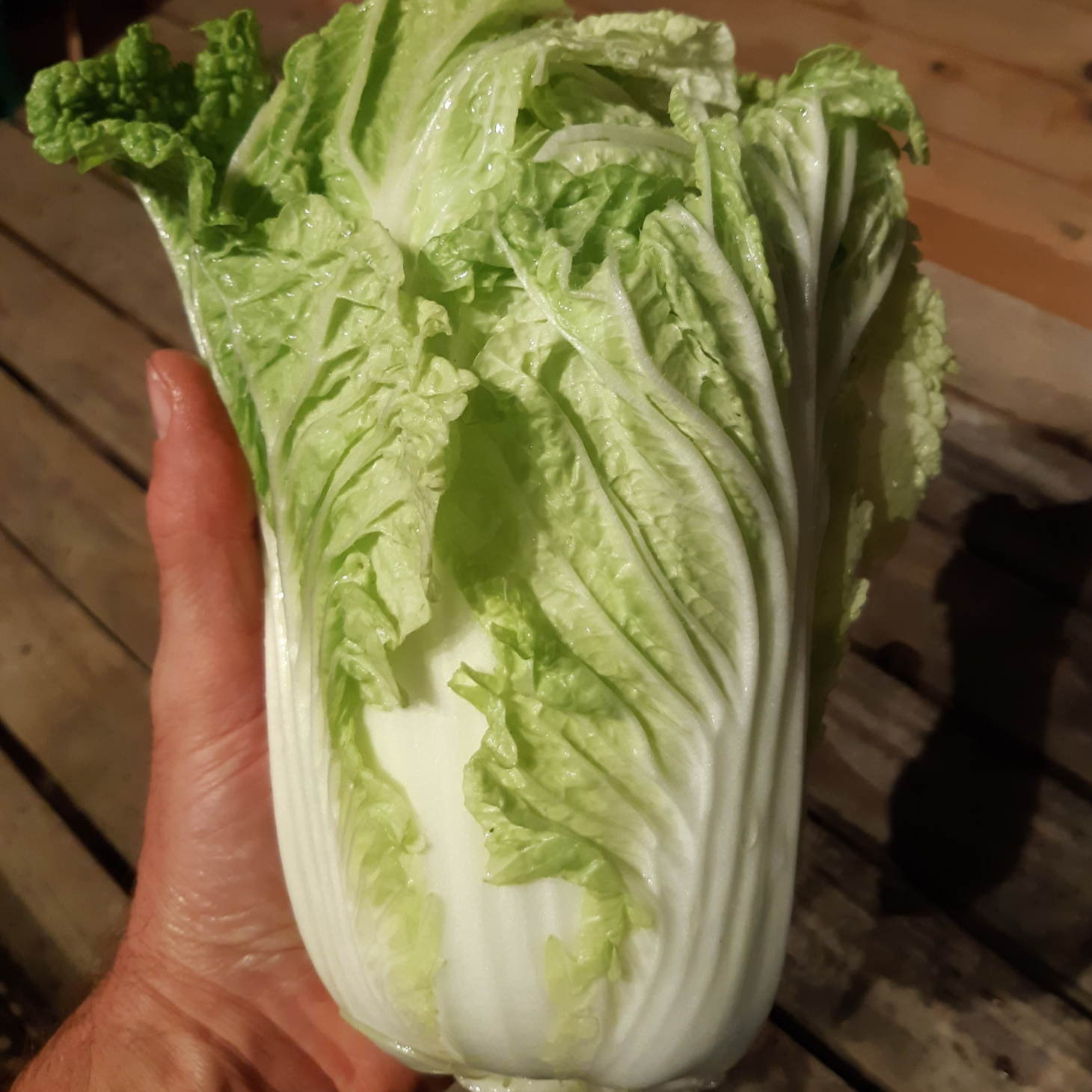 CHOU CHINOIS PE TSAI