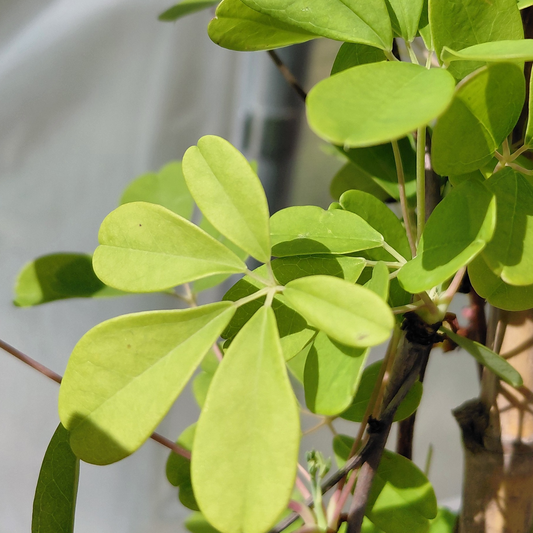 Akebia quinata silverbells - 3l