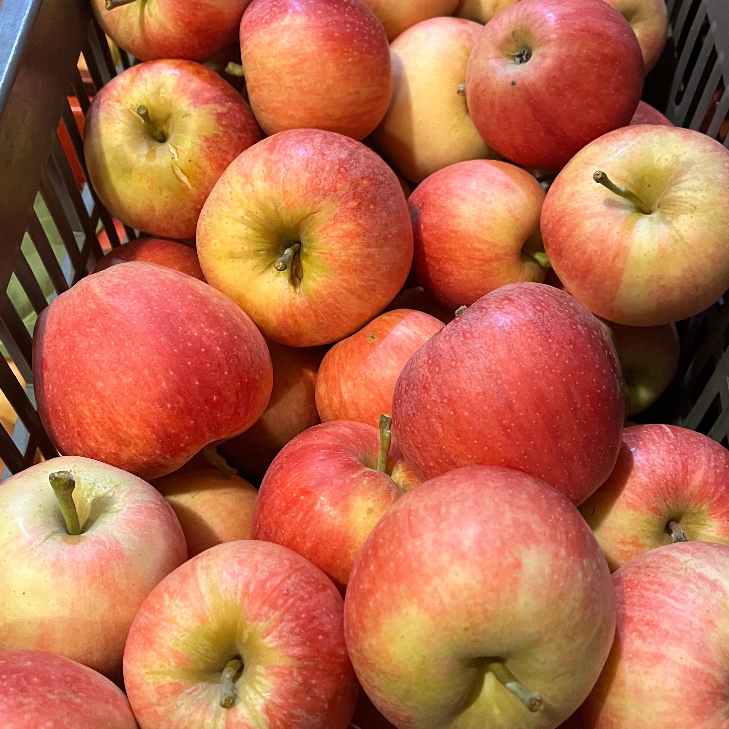 Pomme Gala