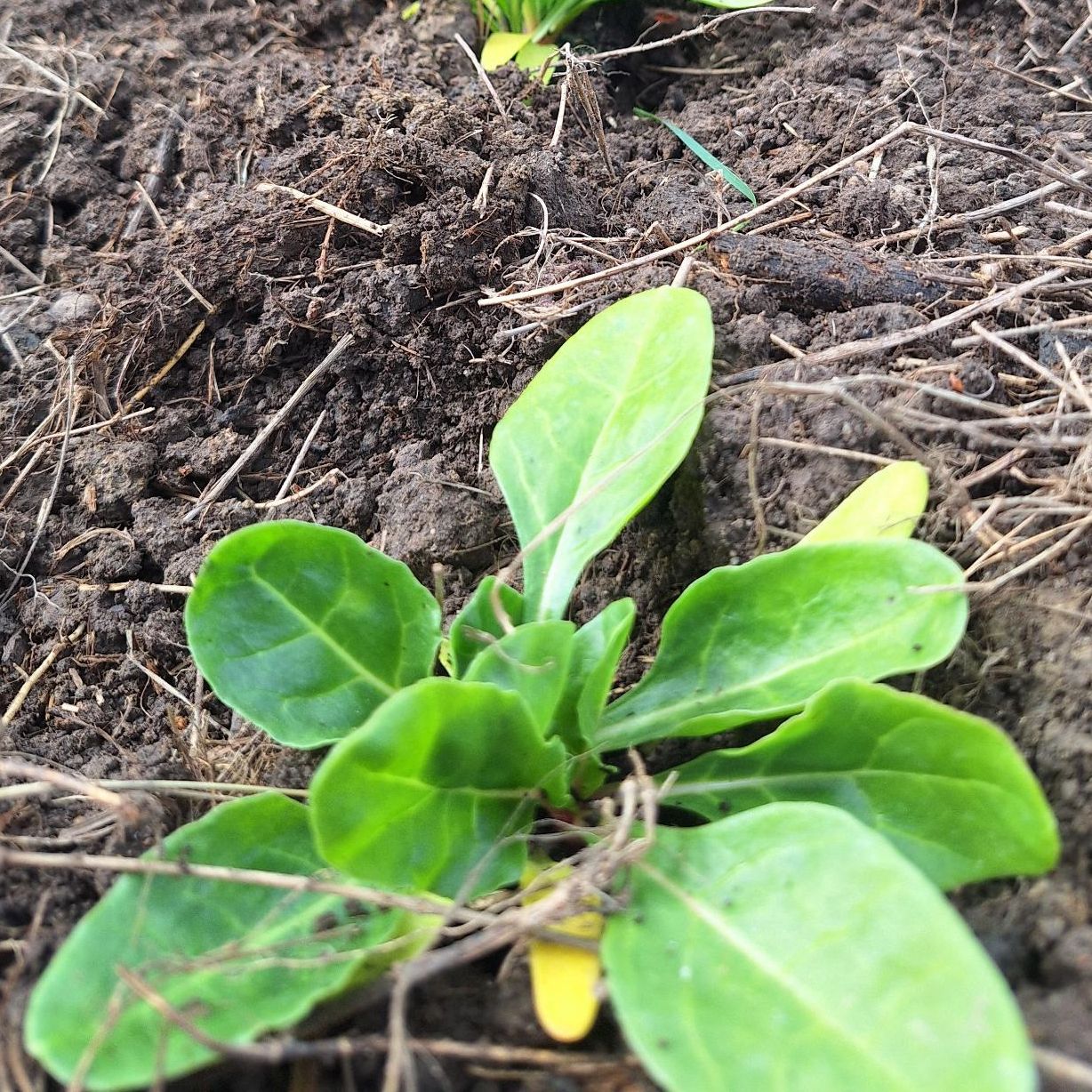 Blette à cardes (1 unité = 4 plants)