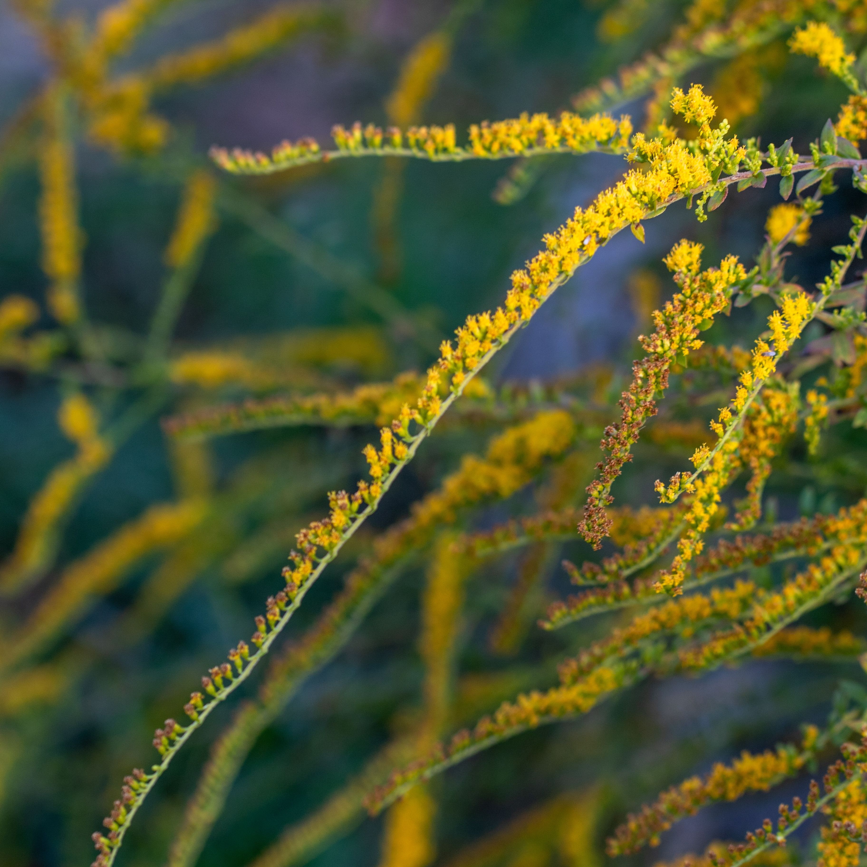 Solidago