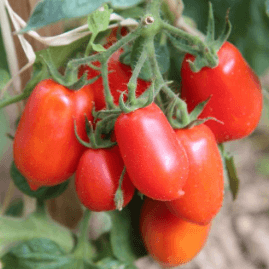 PLANT DE TOMATE ROUGE Roma