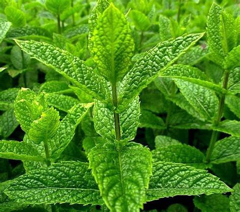MENTHE MAROCAINE