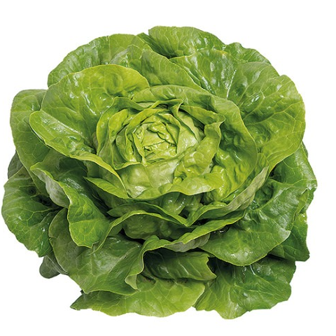 PLANT DE SALADE Laitue Pommée Blonde Analotta