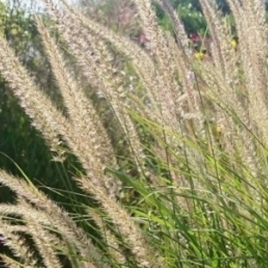Pennisetum orientale ‘Fairy Tails’