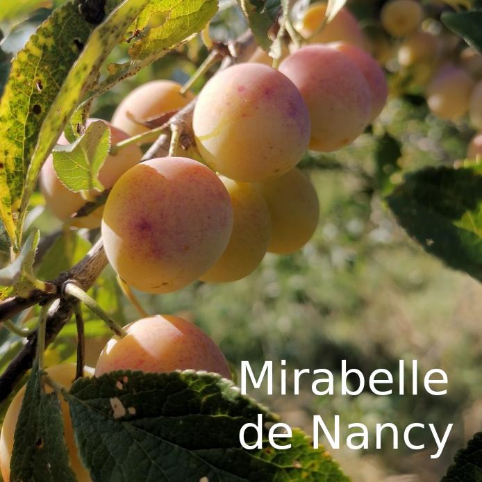 Mirabelle de Nancy – Myrobolan