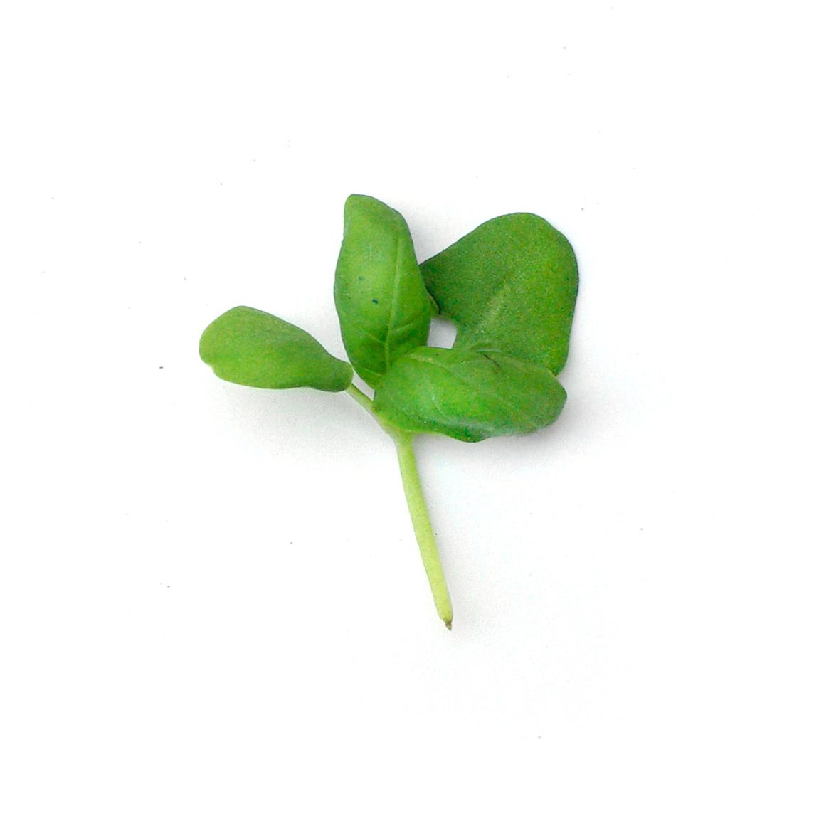 Micropousses - Basilic vert