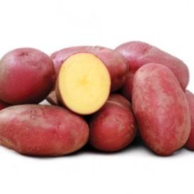 Pomme de terre nouvelle