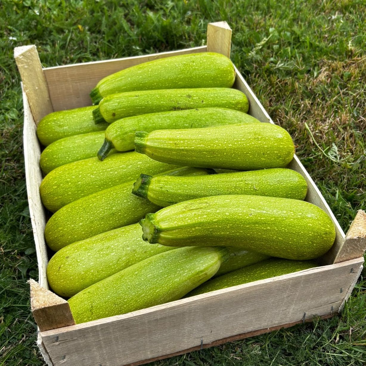 Courgettes blanches