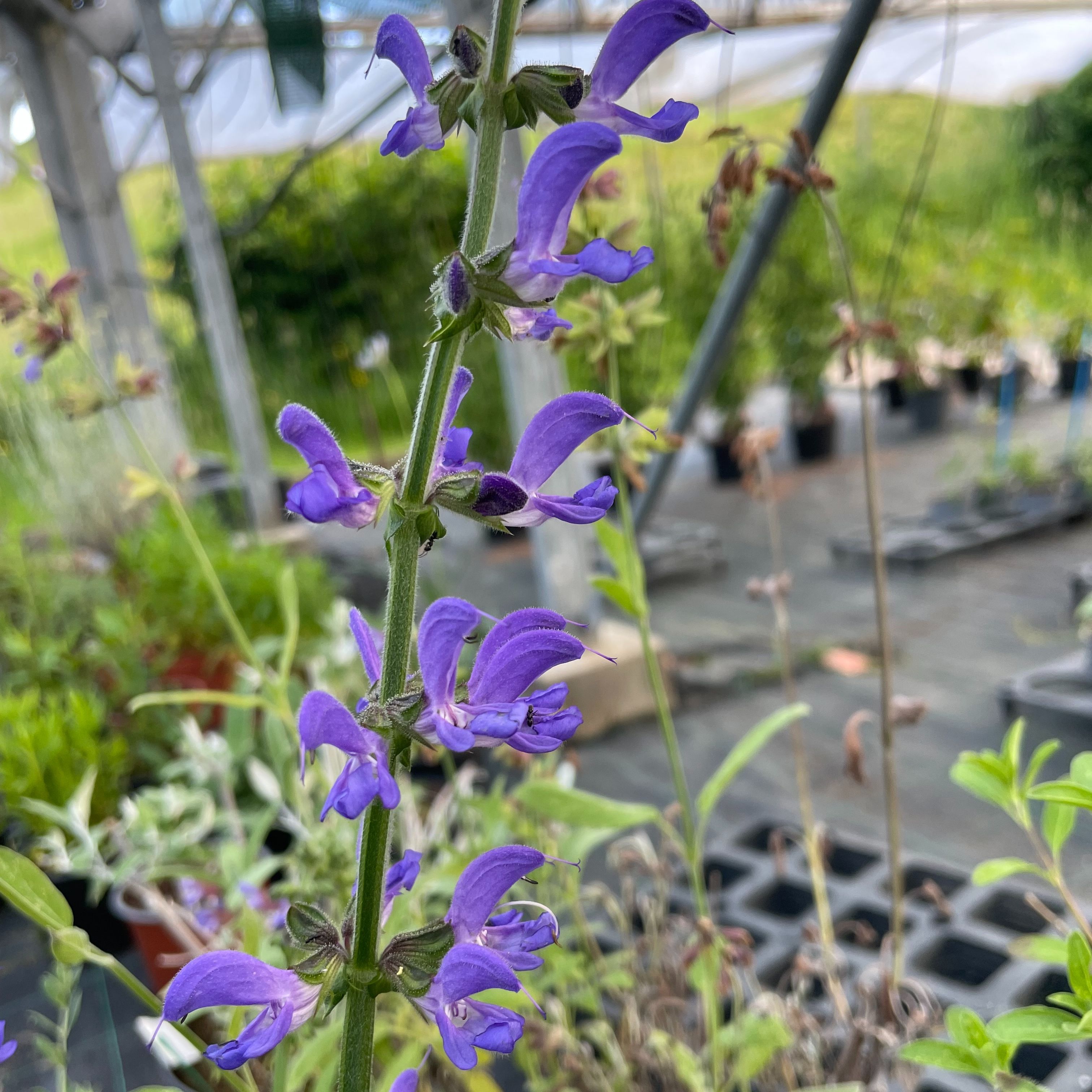 Salvia transylvanica