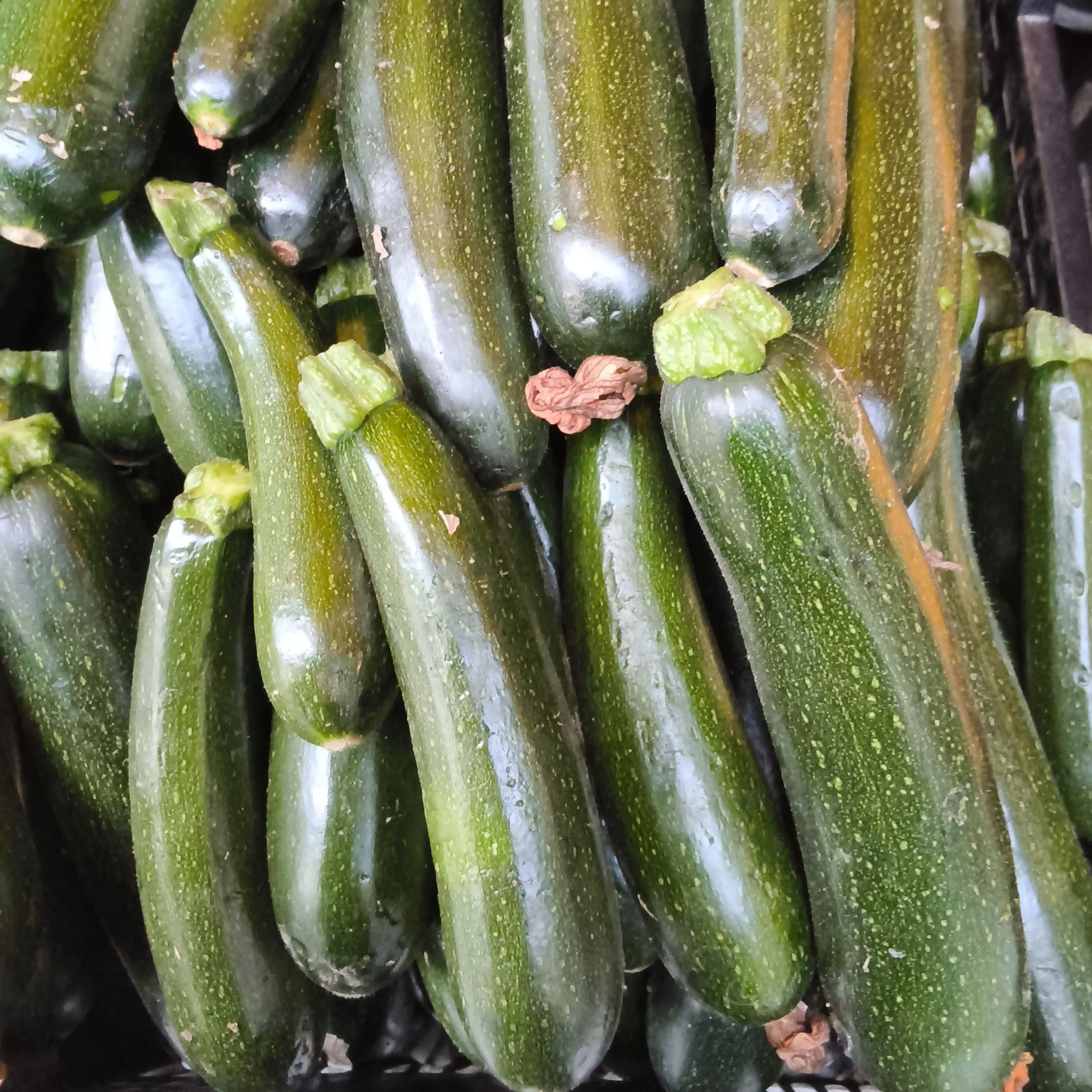 Courgette petite