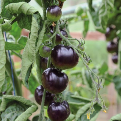 Plant Tomate Osu Blue - 300g