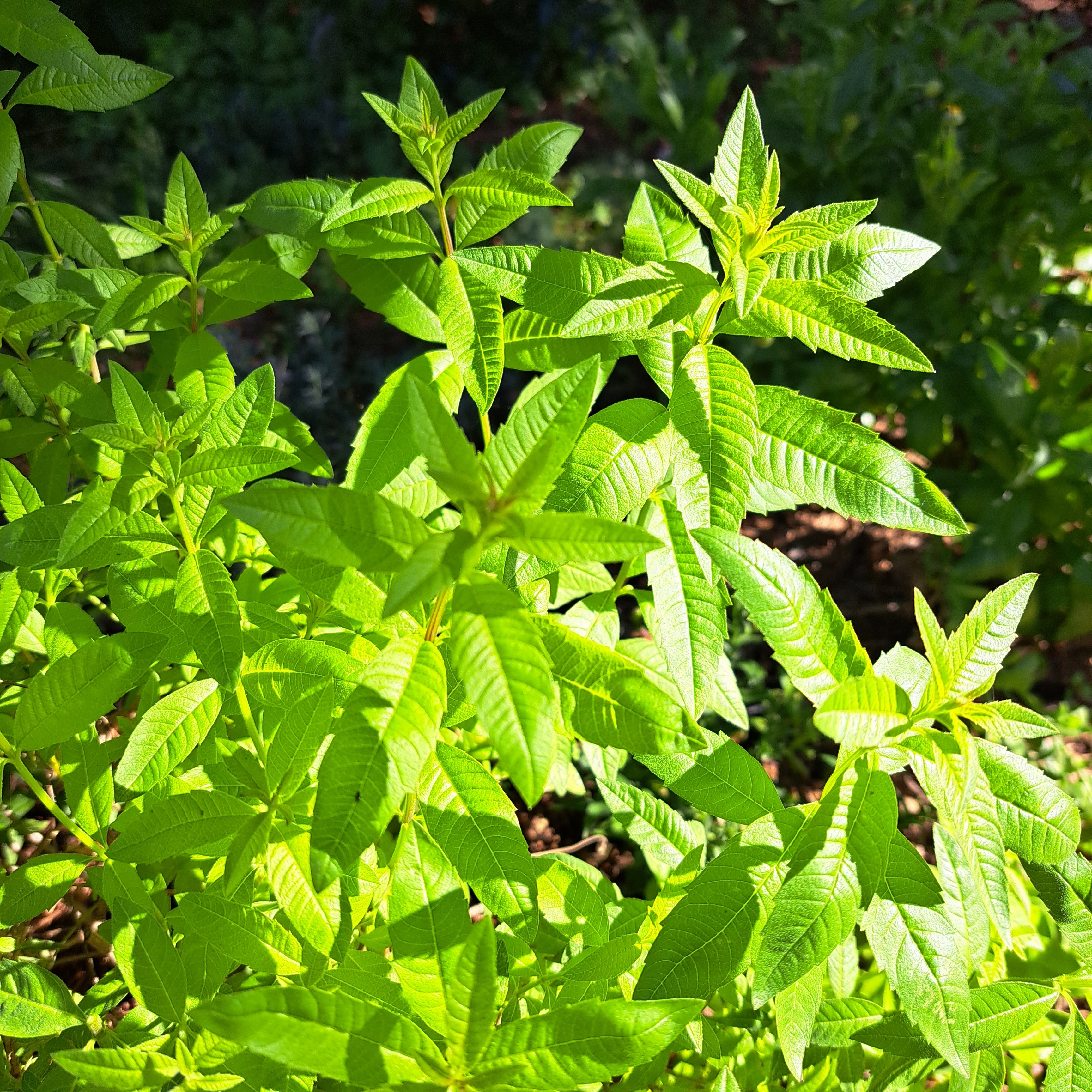 Verveine citronnée fraiche - 20g