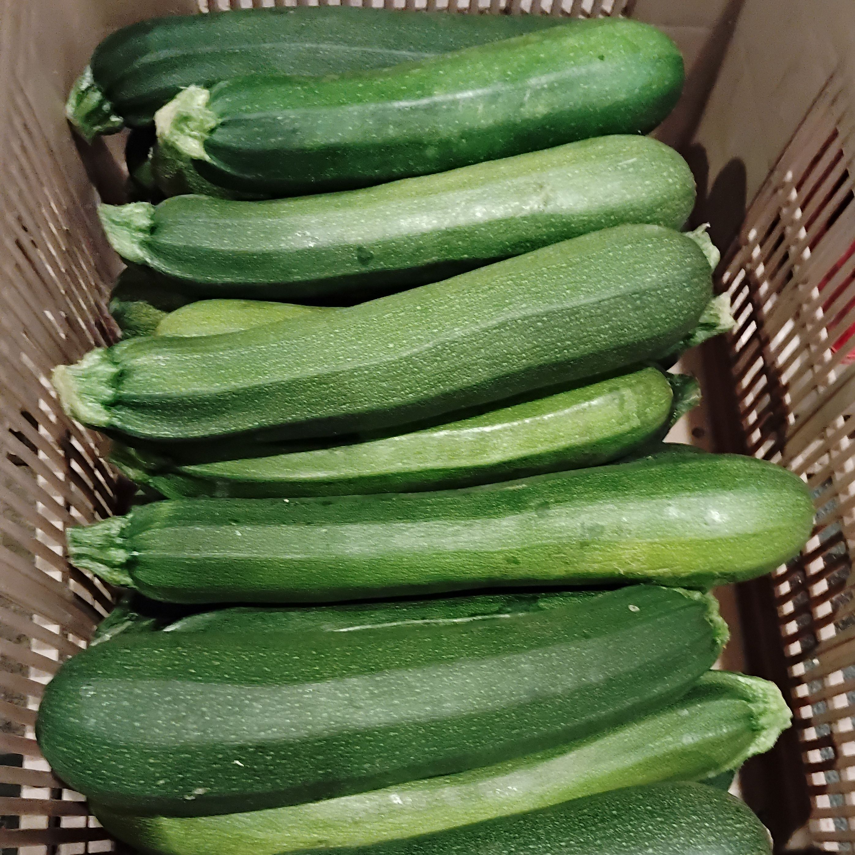 Courgette primeur 25/30cm