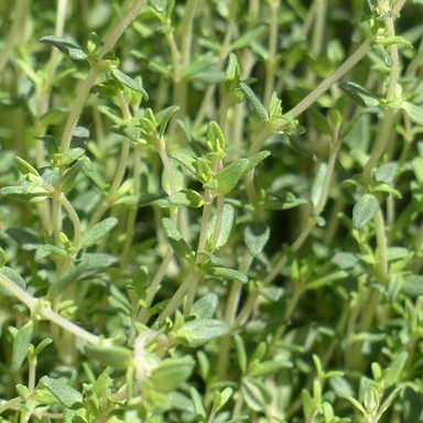 Thym de Provence