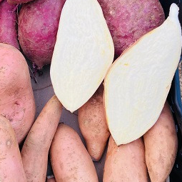 PATATE DOUCE BLANCHE