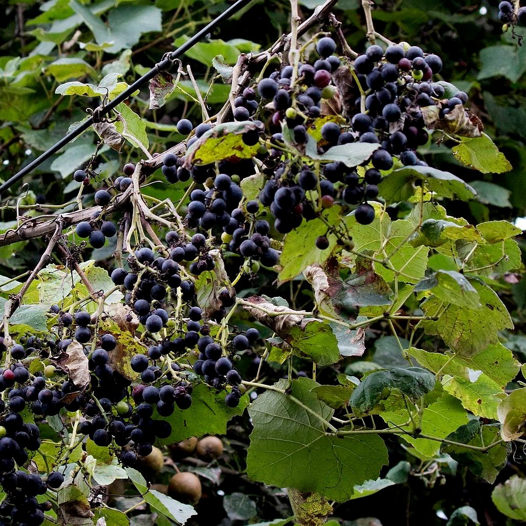 Vigne Américaine 'Isabelle’ Pot 2L