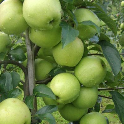 Pomme Reinders Cat II Cal 65/75
