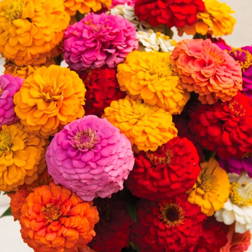 Zinnia mix oklahoma (petit diamètre)