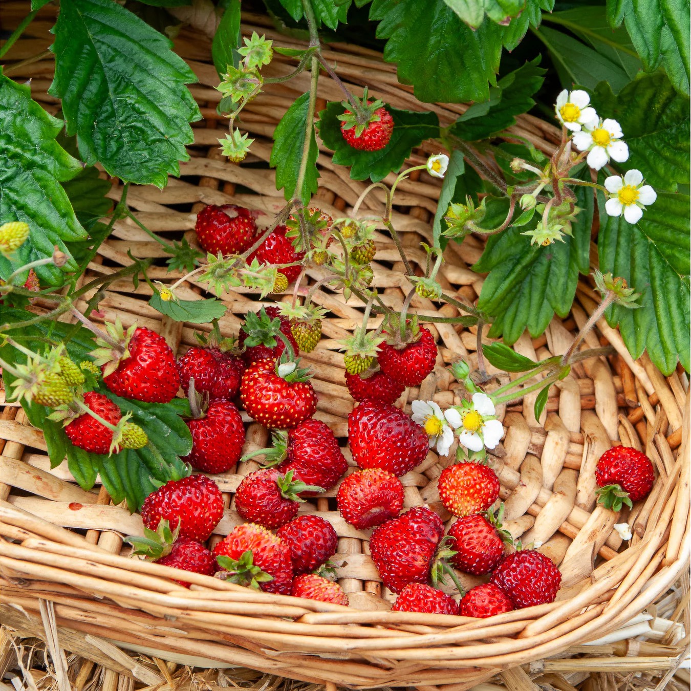 Plant Fraisier Fraise des bois - 220g