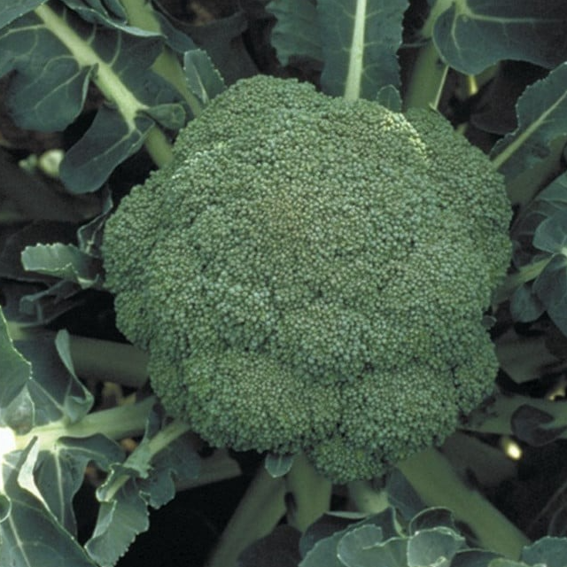 Chou Brocoli - 500g
