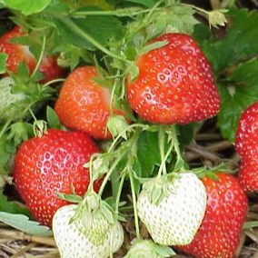Fraises variété Cirafine ou Dream - 250g