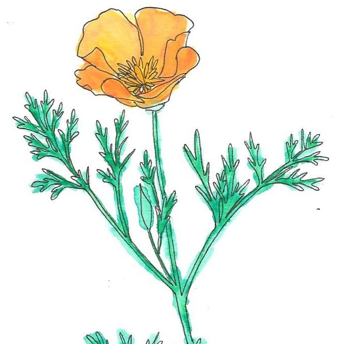 Eschscholtzia - 30ml