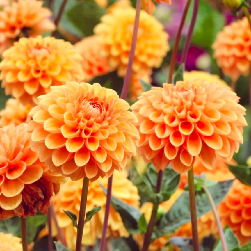 Dahlia Sylvia