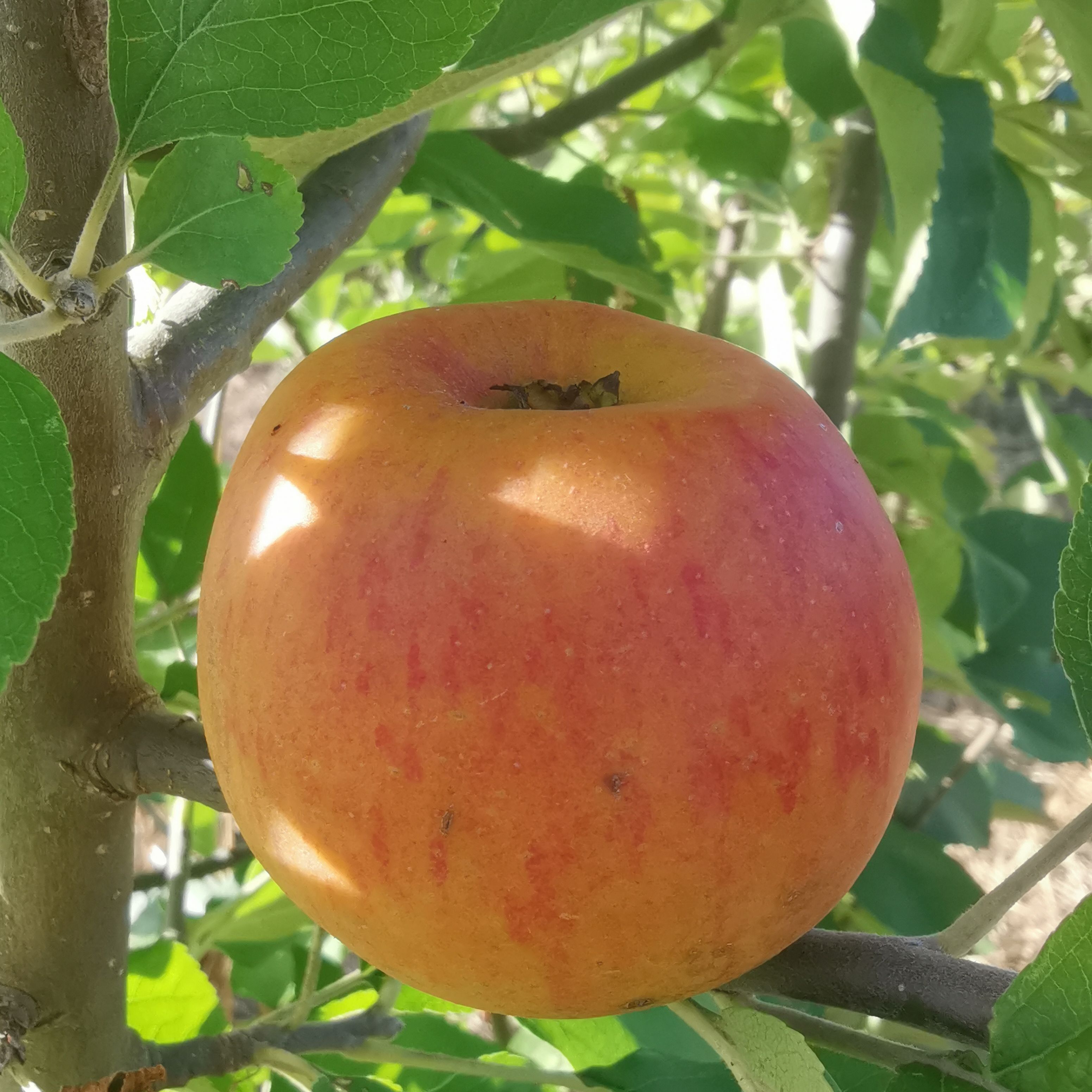 Reine des Reinettes – Franc