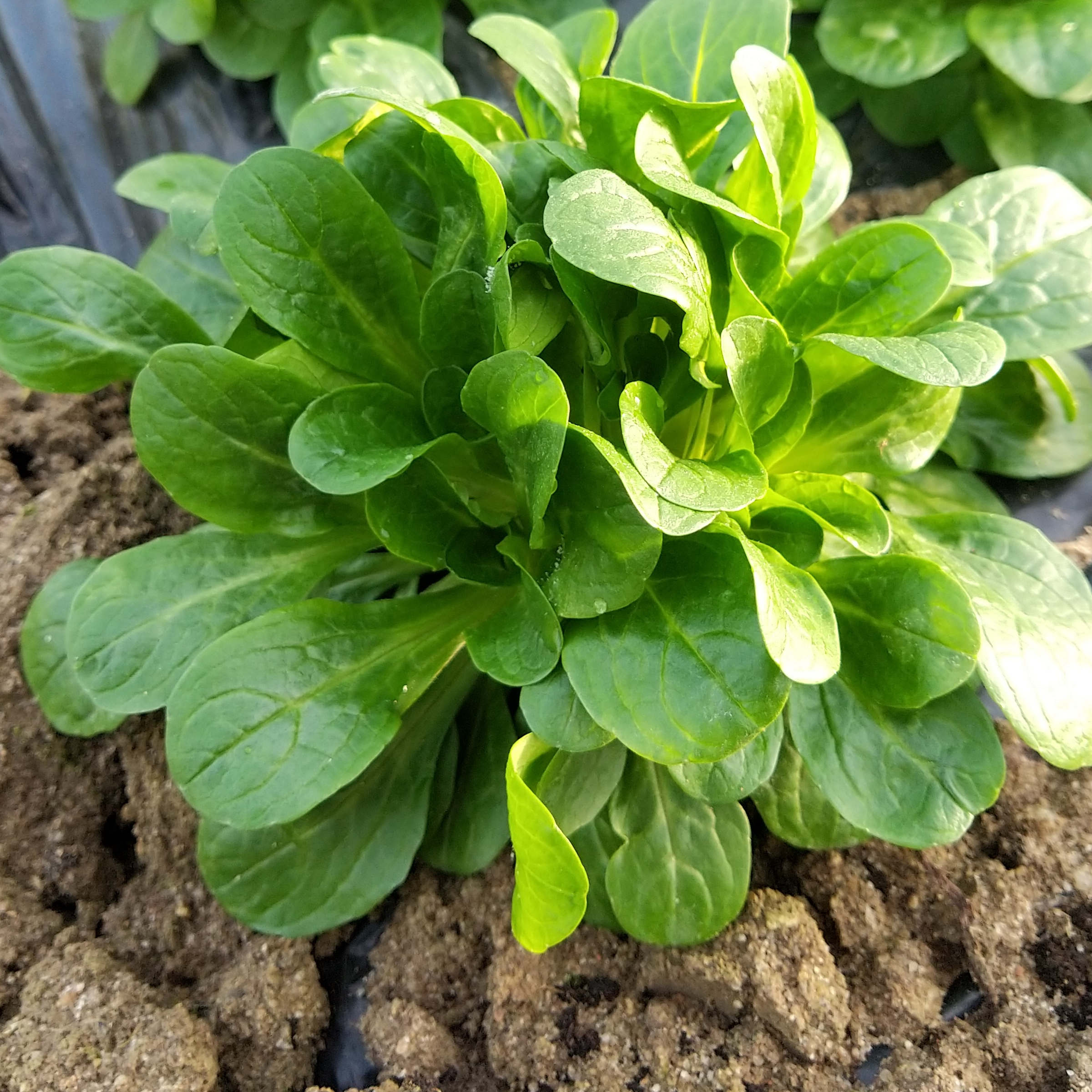 Mâches petites feuilles