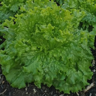 Salade grosse