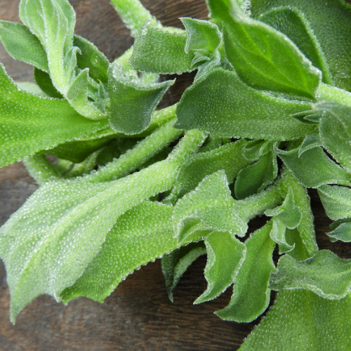 FICOÏDE GLACIALE Bio