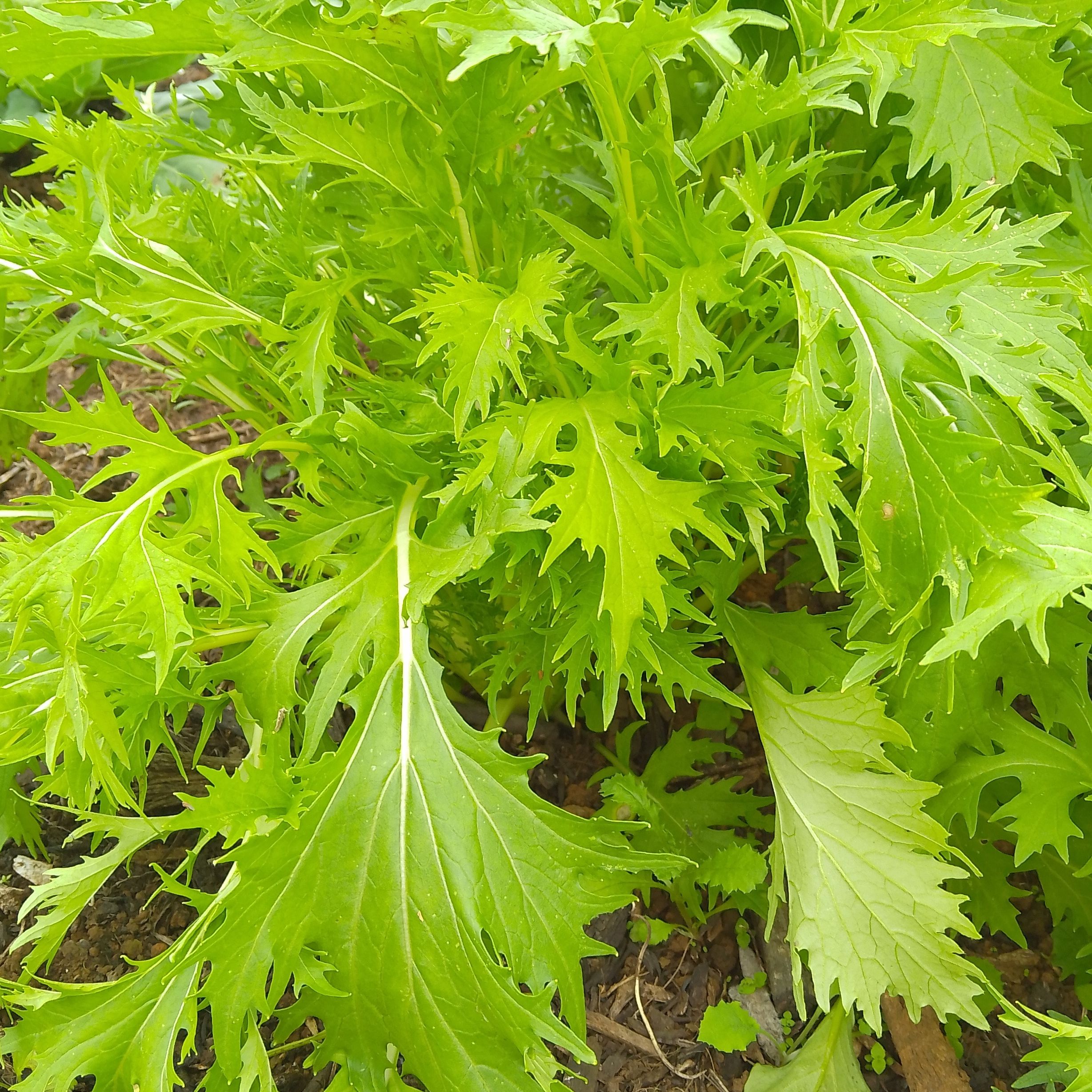 Brede mizuna (botte) ; peut se manger en brède ou en salade