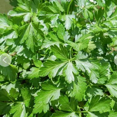 Plant aromates- Persil géant d'italie