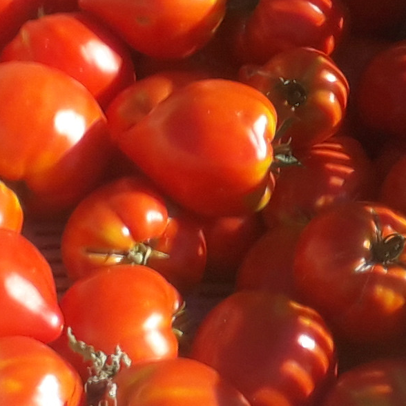 tomate cœur de bœuf