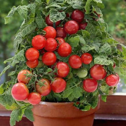 Tomate cerise miniature (culture en pot) - 1 plant