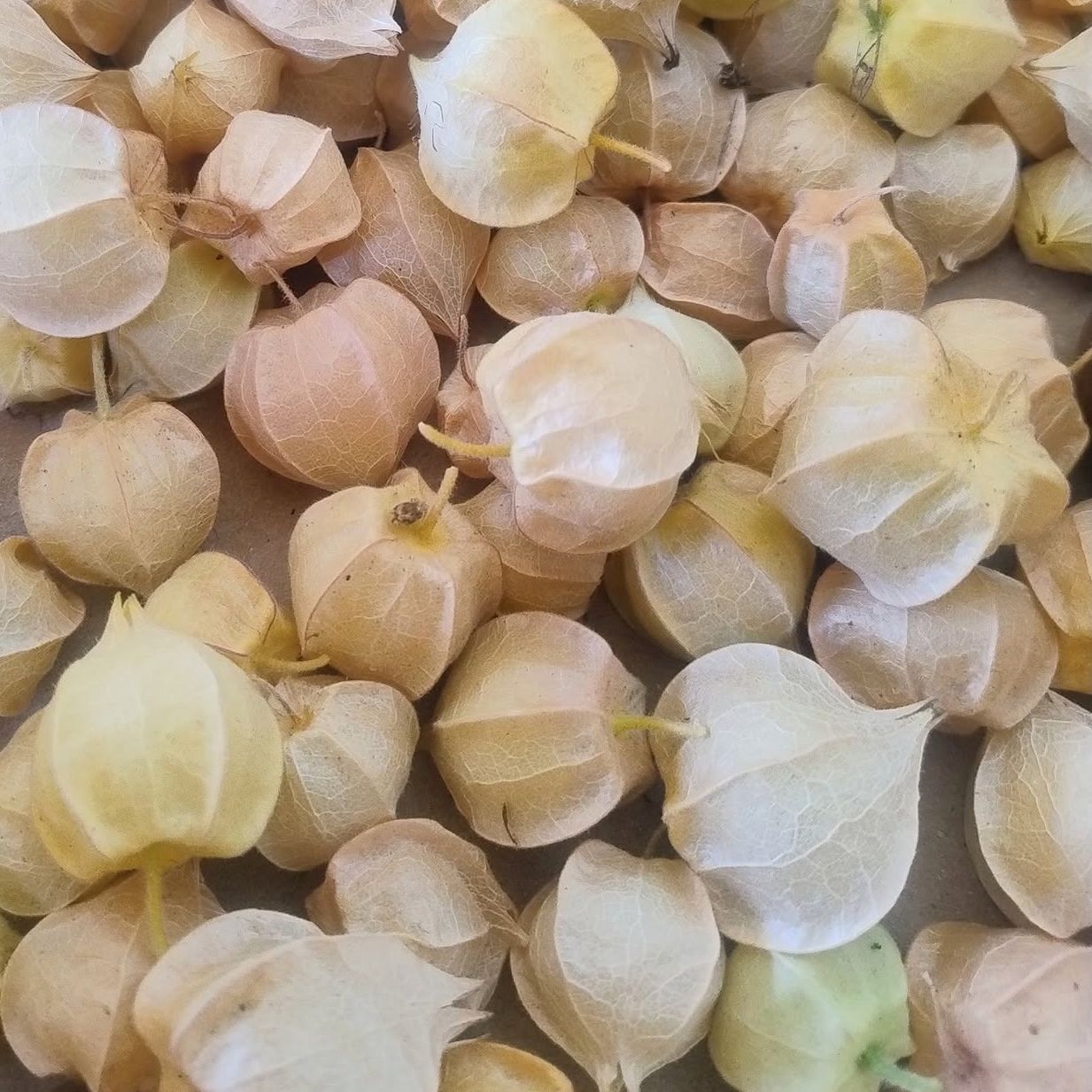 PHYSALIS