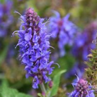 Hysope / Hyssopus officinalis (AB) - 1l