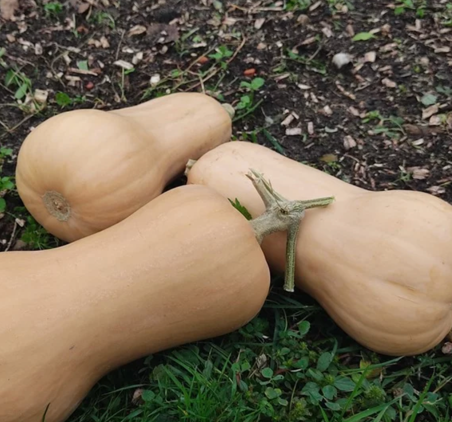 Courge Butternut env 1,1 kg - 1,1kg
